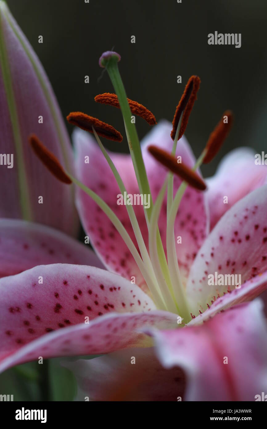 flower, plant, flowers, lily, lilies, damask rose, pink, shine, shines, bright, Stock Photo