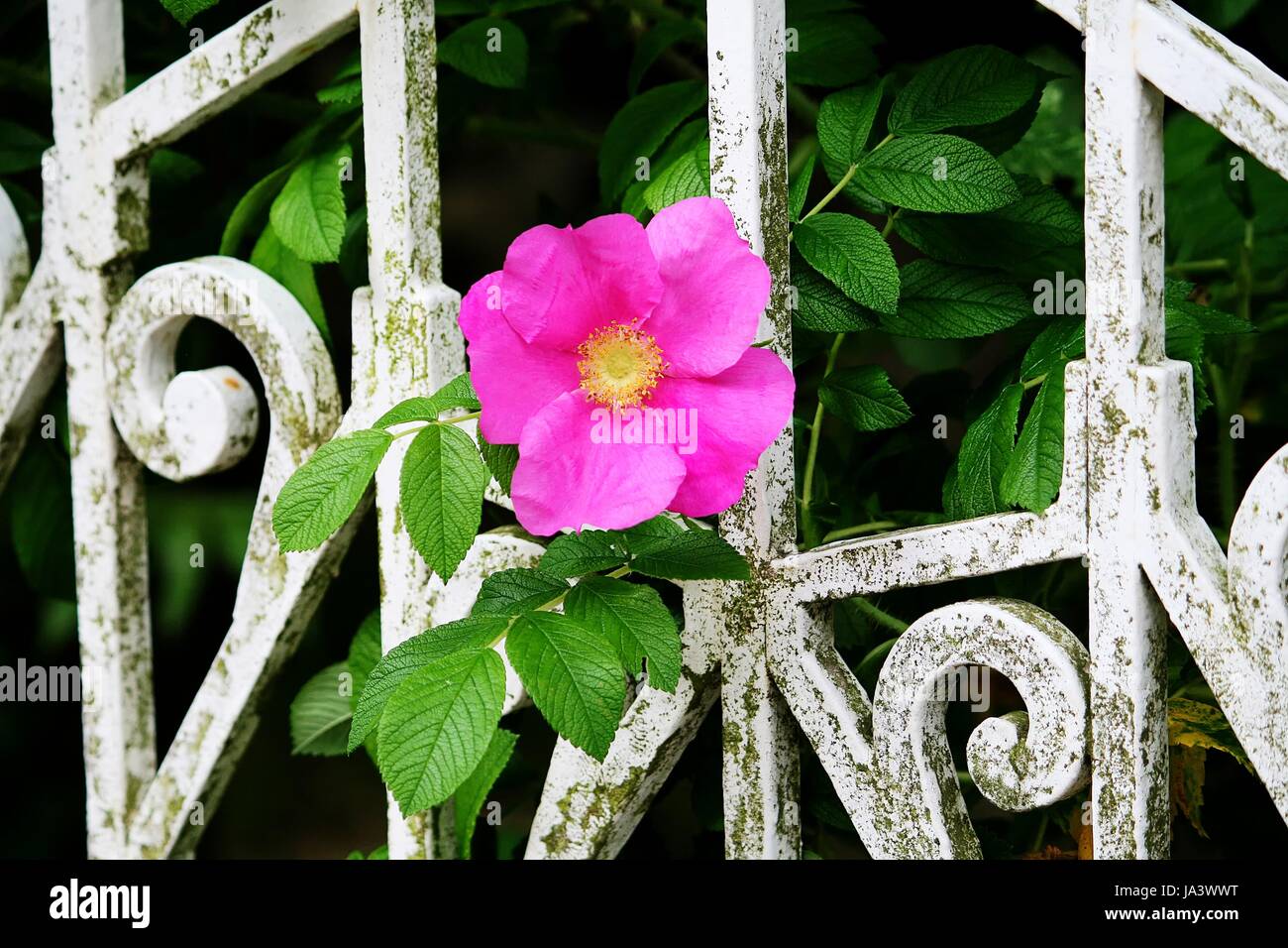 Dog rose flower fence hi-res stock photography and images - Alamy