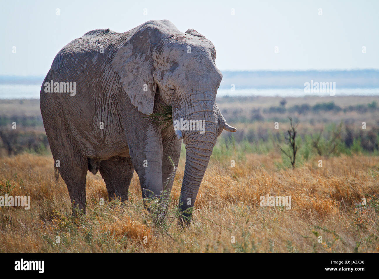 elephant Stock Photo