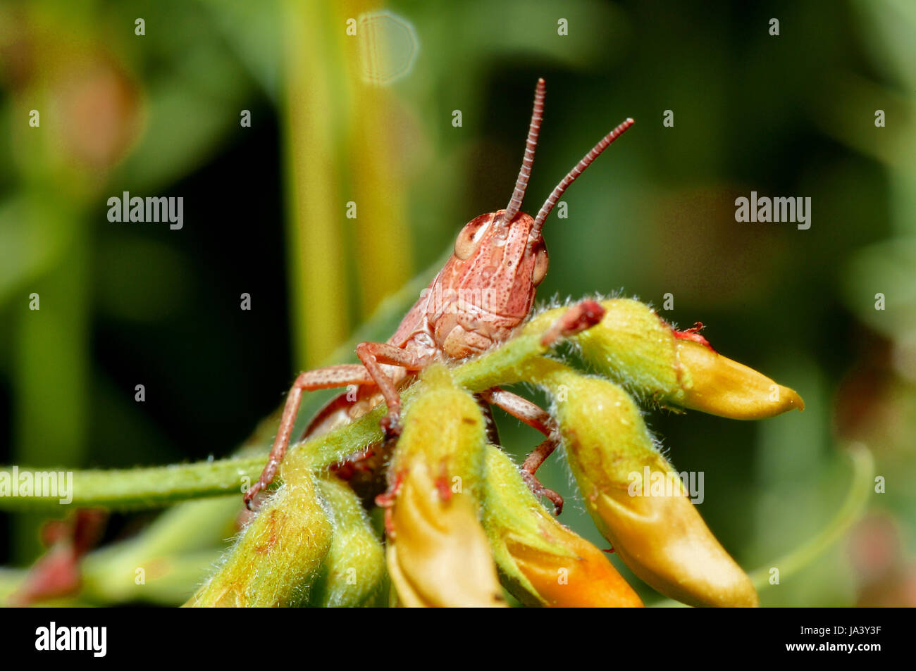 insect, grasshopper, insect, summer, summerly, spring, bouncing ...