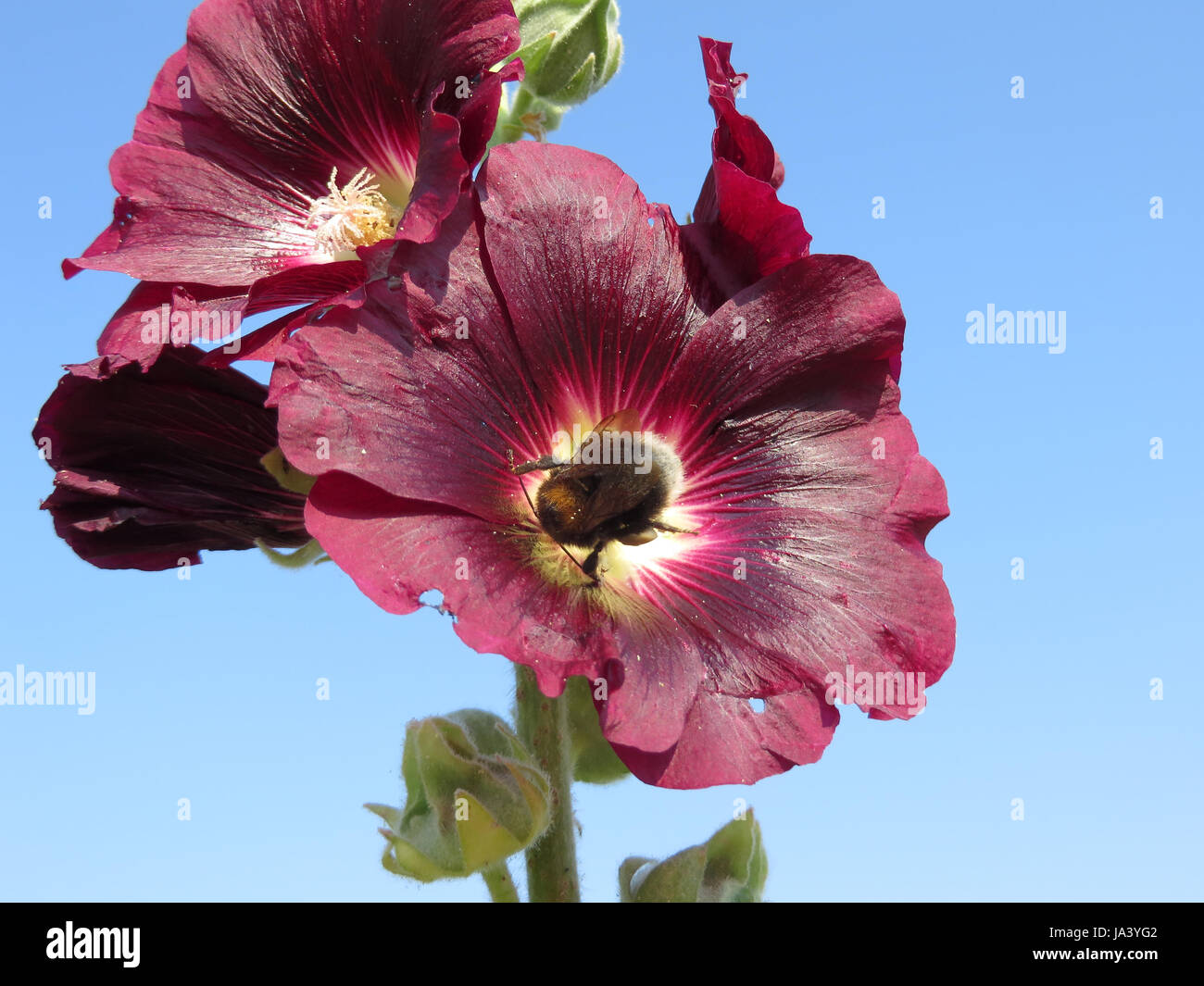flower, plant, bumblebee, black, swarthy, jetblack, deep black, mallow, red, Stock Photo
