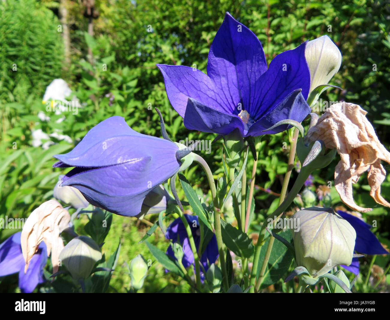 balloon flower platycodon grandiflorus Stock Photo Alamy