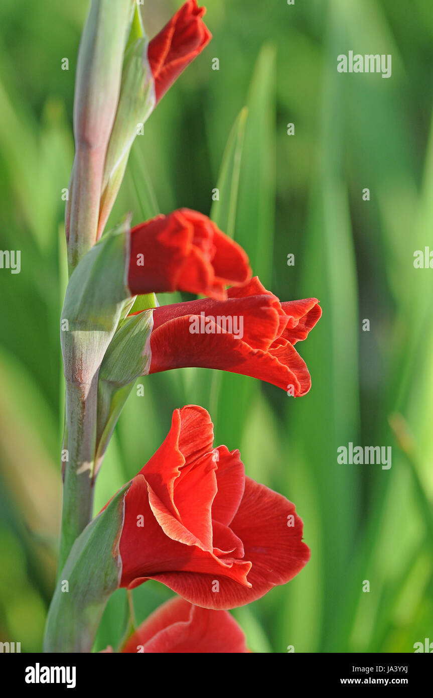 gladiolus, iris, garden, flower, plant, bloom, blossom, flourish, flourishing, Stock Photo