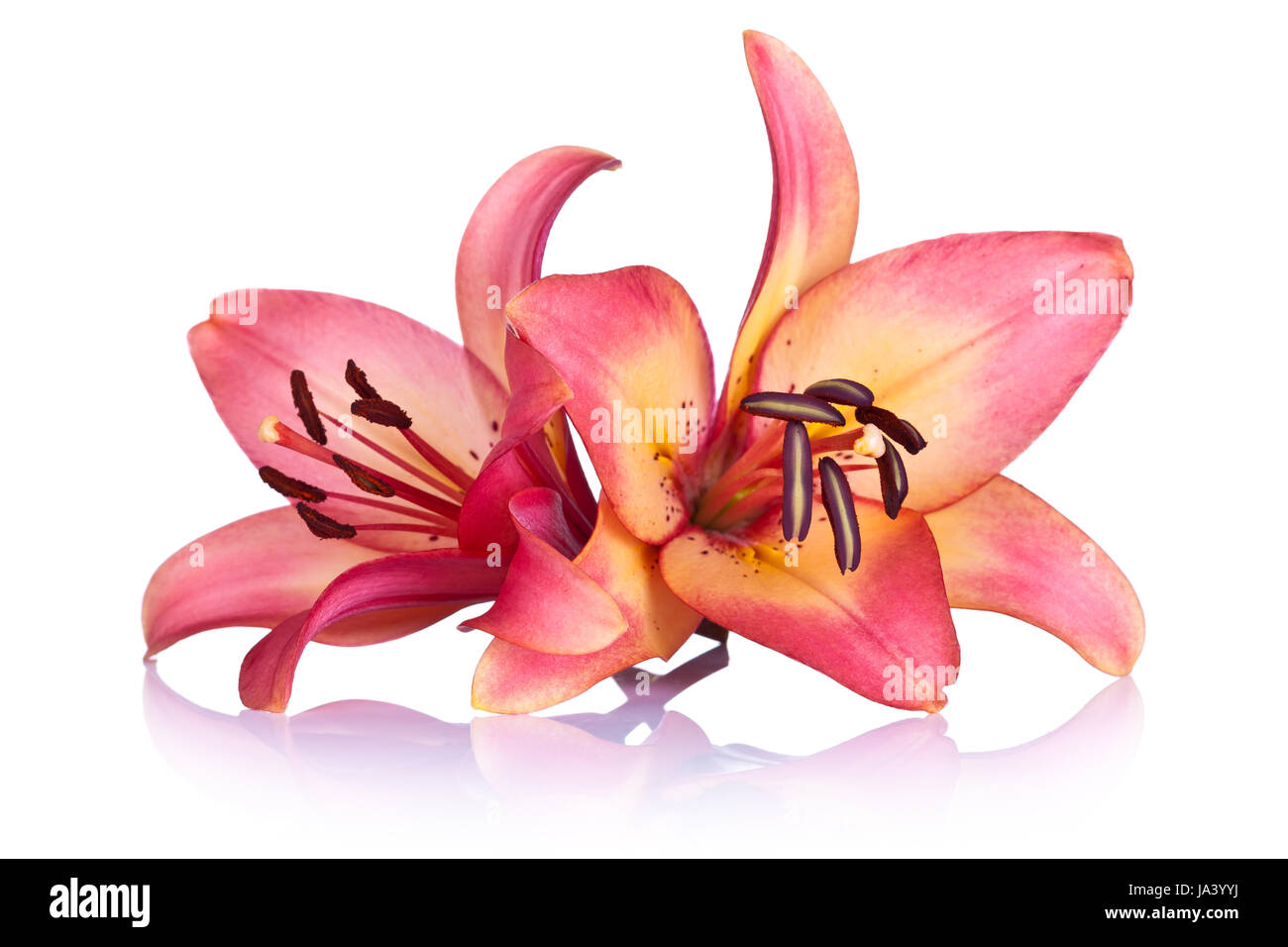 isolated, flower, plant, lily, purple, backdrop, background, white