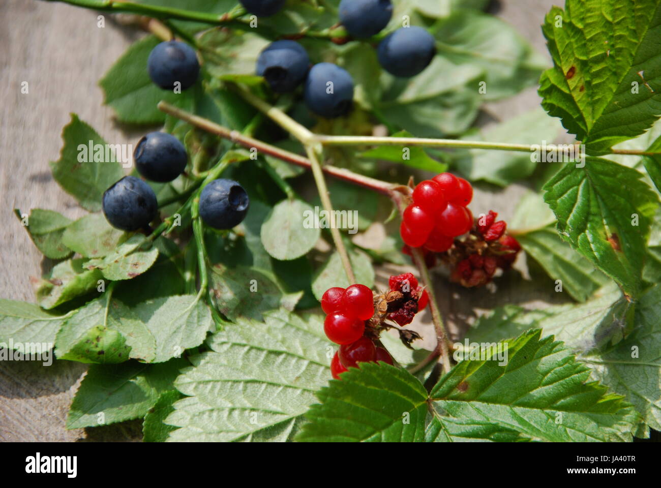 confusion when berry picking Stock Photo