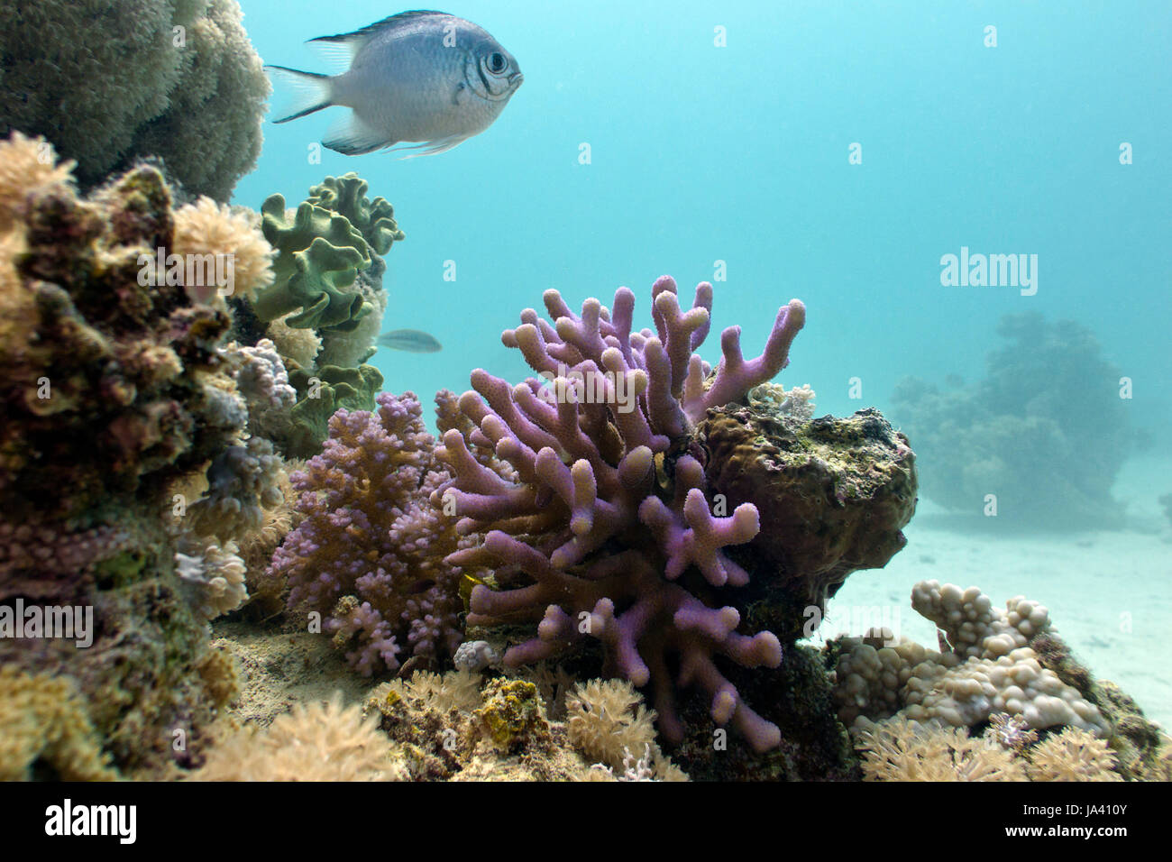 coral reef with lilac hood coral and exotic fish on the bottom of red sea in egypt Stock Photo