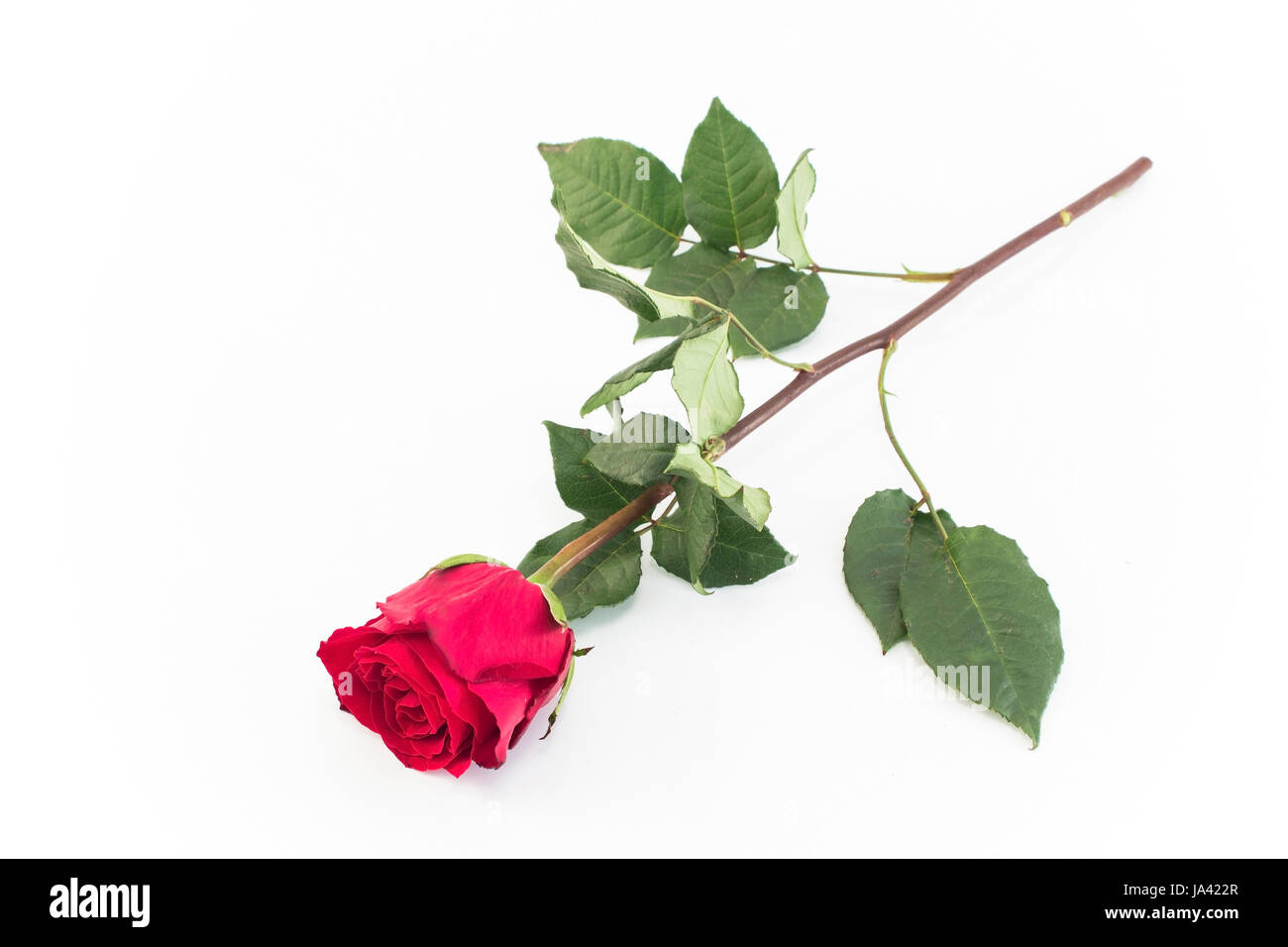 Red Rose Isolated on White Stock Photo - Alamy