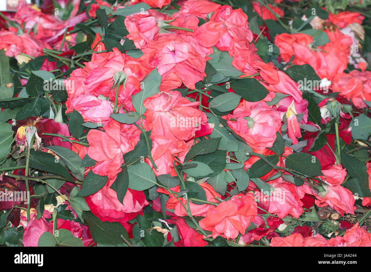 garden waste. cut buds wilted roses shot from above Stock Photo