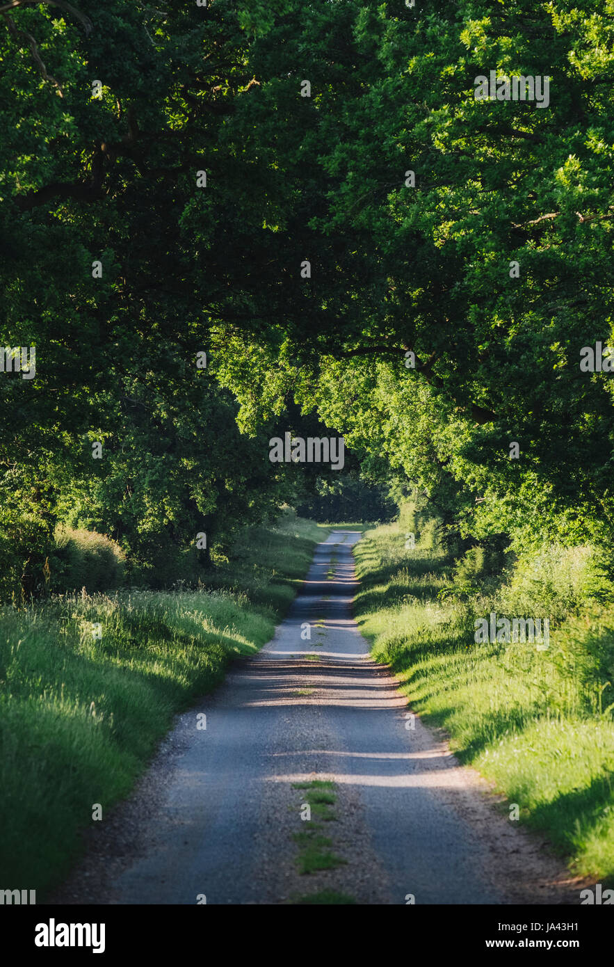 Narrow Tree Lined Road High Resolution Stock Photography and Images - Alamy