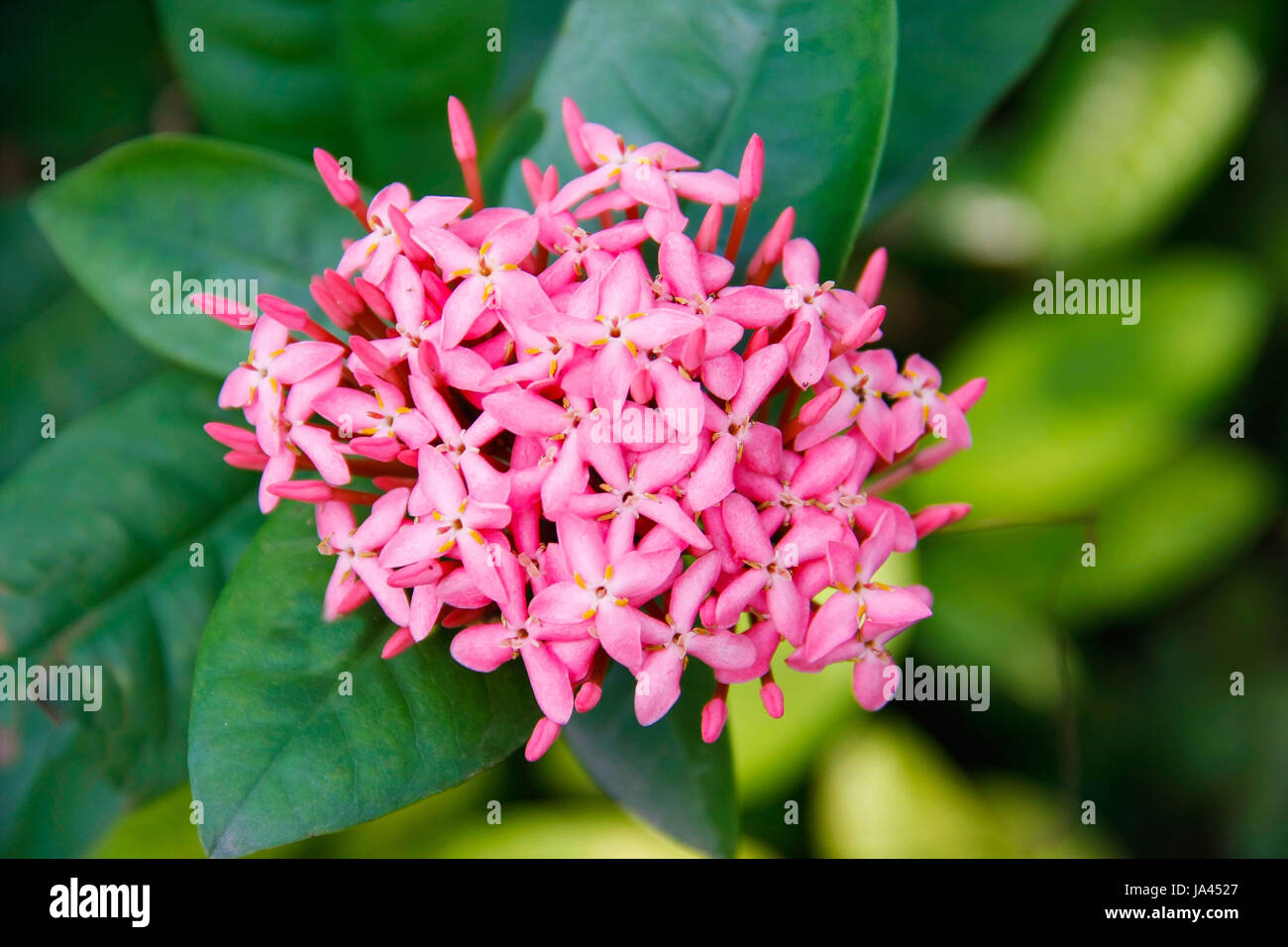 beautiful pink ixoras flower, West Indian Jasmine flower on it's ...