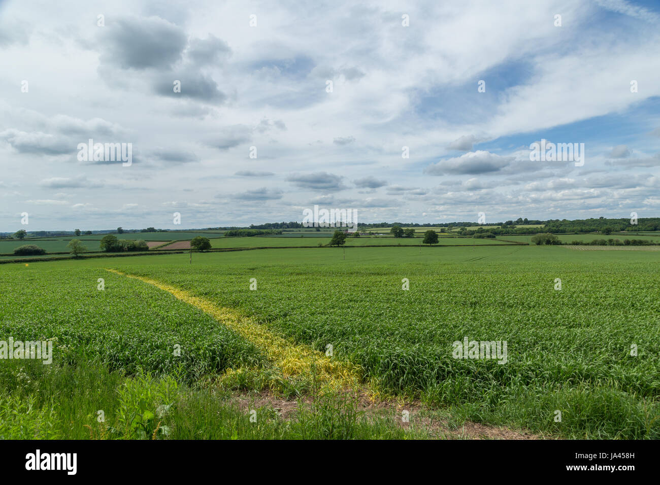 A green field of growing crops with a track or path crossing it for walkers to use. The sky is blue with white clouds in summer. Stock Photo