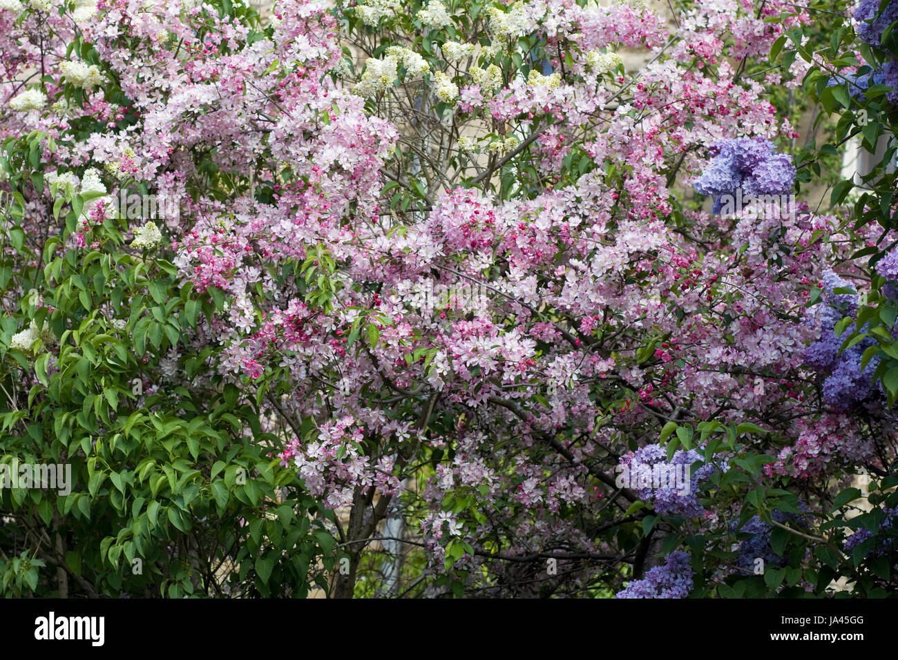 Japanese cherry tree, French lilac Alba and common lilac in blossom Stock Photo