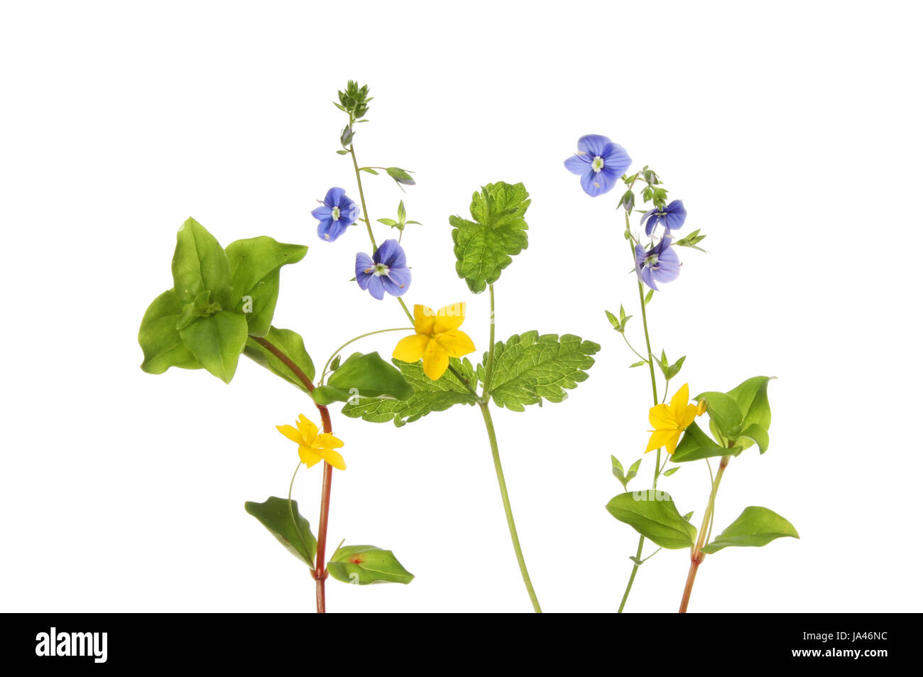 Creeping-jenny and Speedwell wild flowers and foliage isolated against white Stock Photo