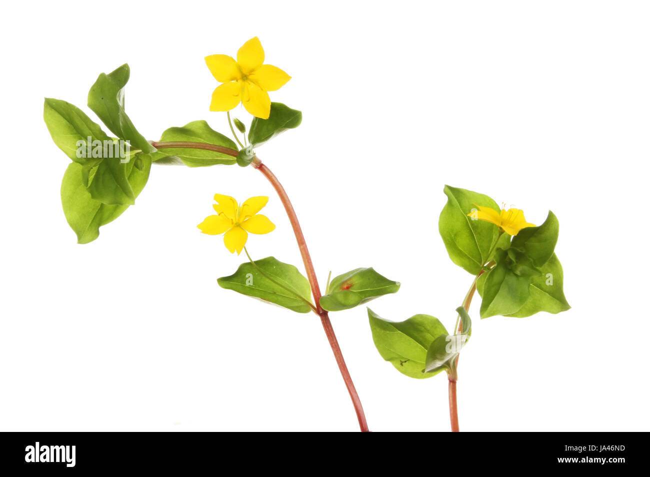 Creeping-jenny,Lysimachia nummularia, wild flowers and foliage isolated against white Stock Photo