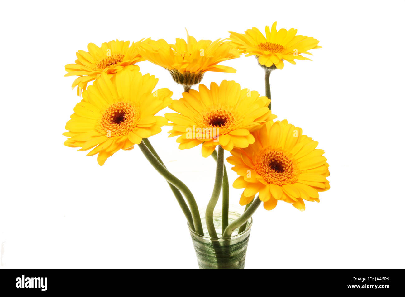 Arrangement of bright yellow Gerbera daisies isolated against white