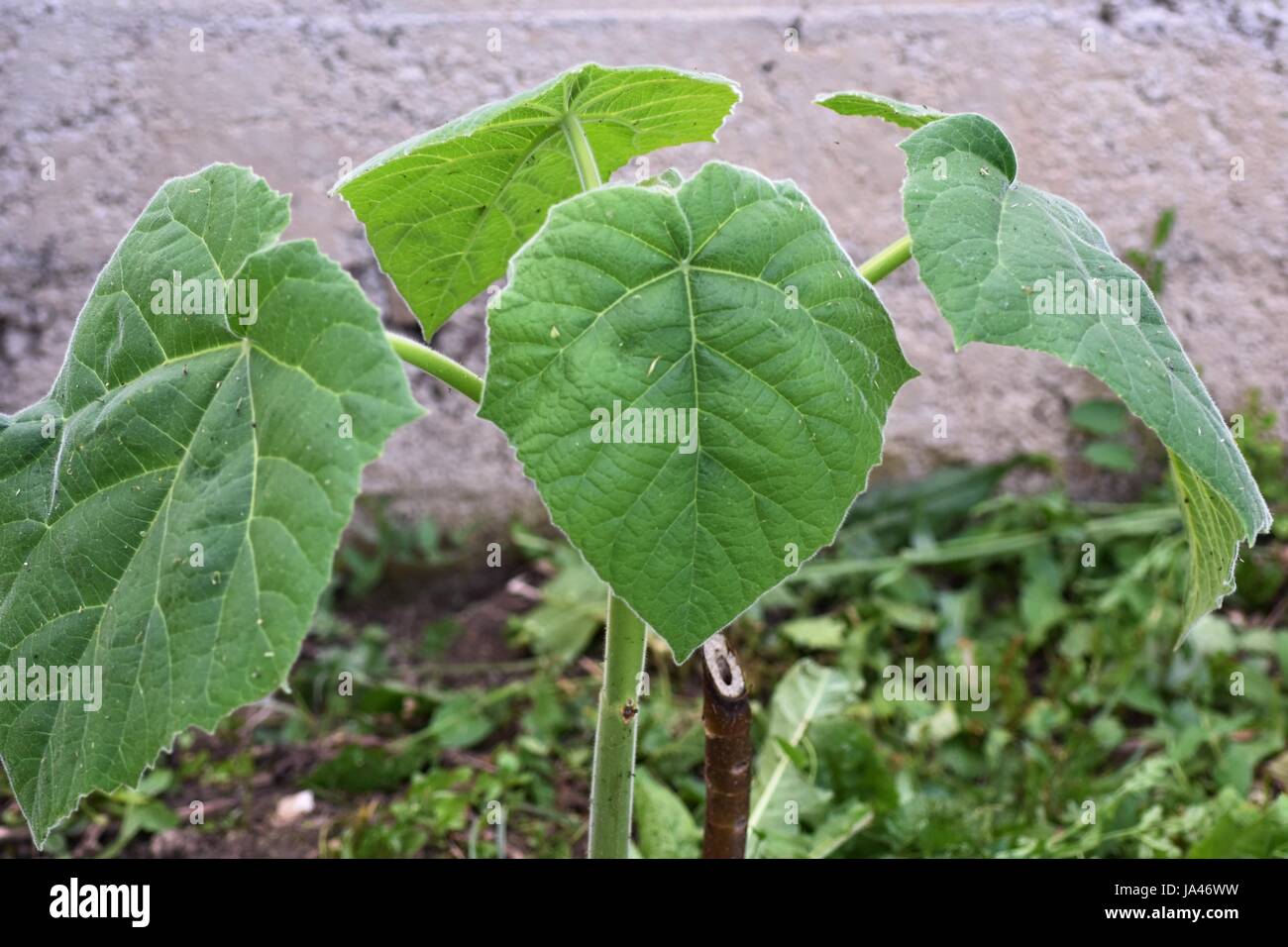 Young Paulownia tree plant with leaves Stock Photo