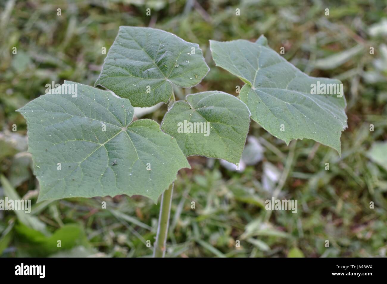 Young Paulownia tree plant with leaves Stock Photo