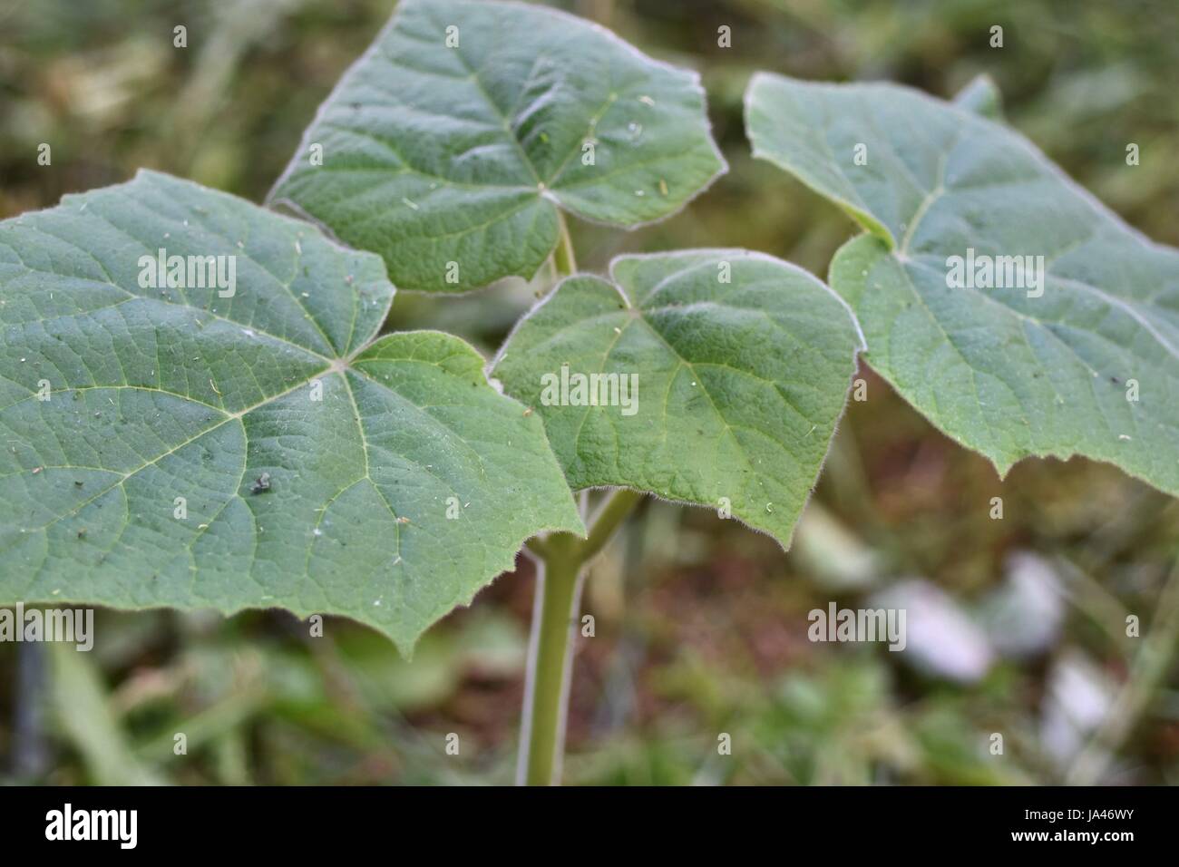 Young Paulownia tree plant with leaves Stock Photo