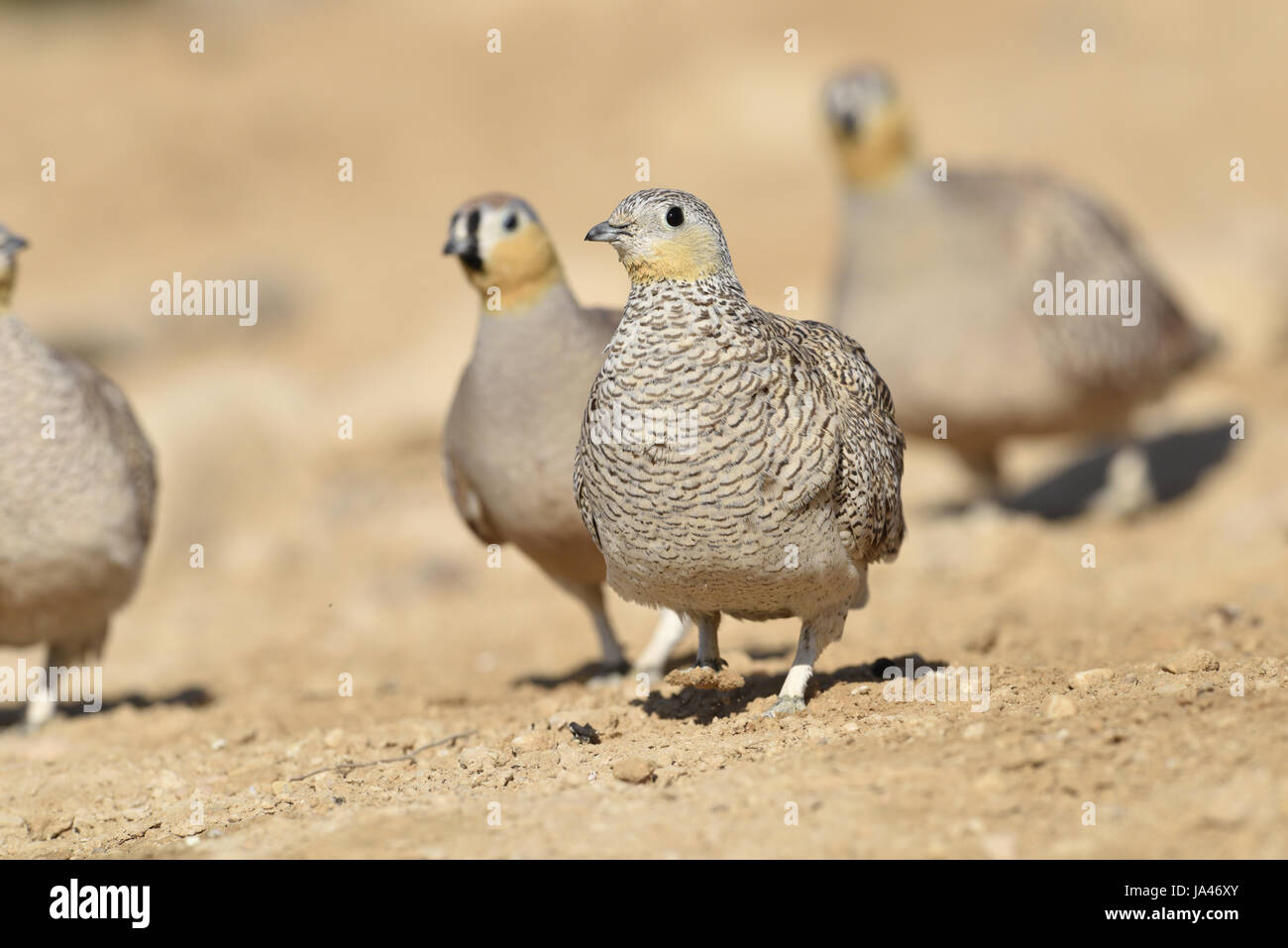 Crowned Sandgrouse - Pterocles coronatus Stock Photo