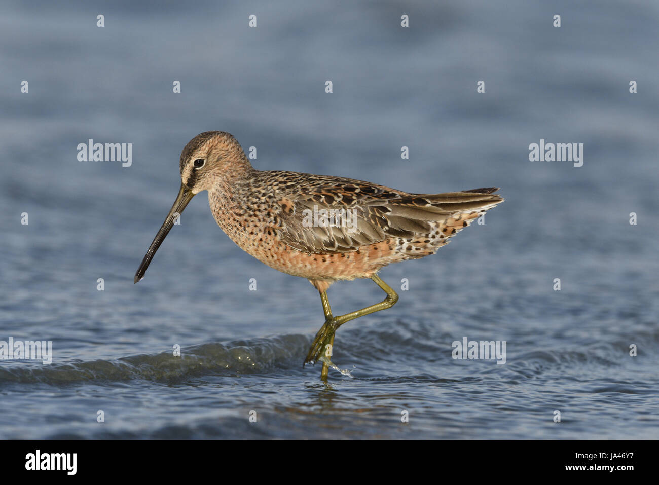 Long-billed Dowitcher - Limnodromus scolopaceus Stock Photo