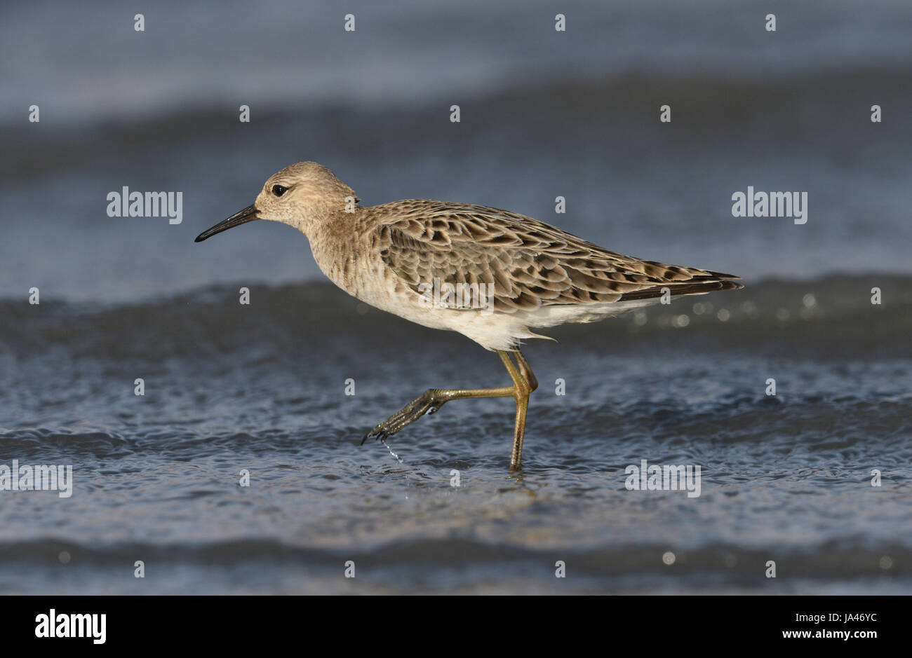 Ja Ruff Female Ruff Philomachus Pugnax High Resolution Stock Photography and ...