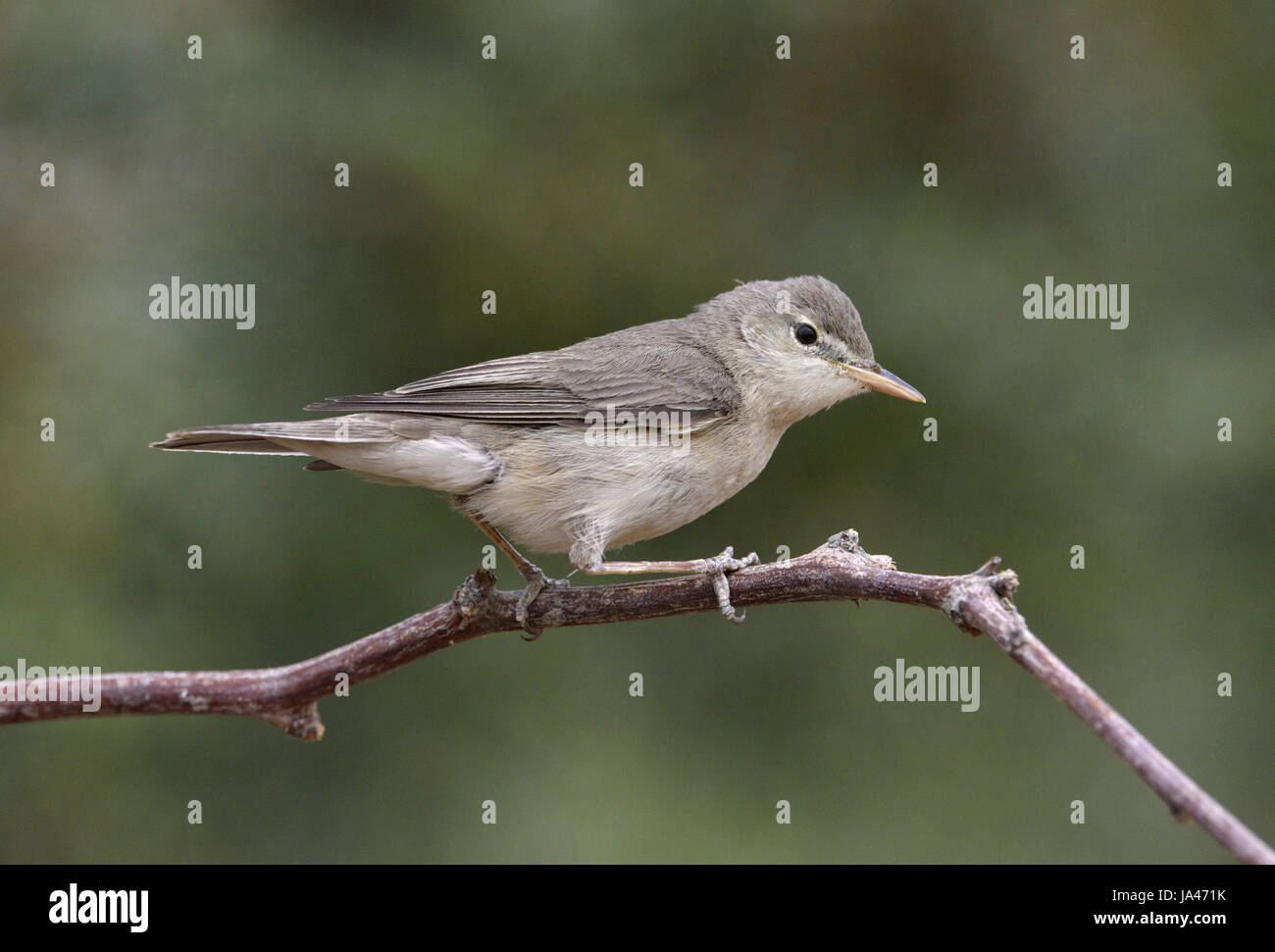 Olivaceous nordstrom Clearance