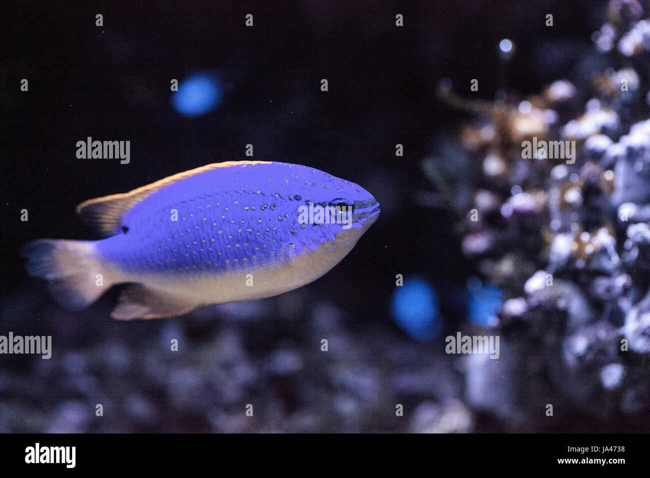 Fiji Blue devil damselfish chrysiptera parasema is found in the Indo-Pacific Stock Photo