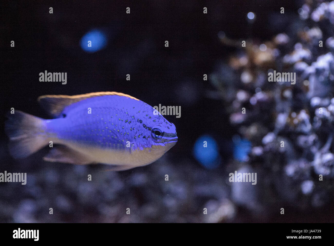 Fiji Blue devil damselfish chrysiptera parasema is found in the Indo-Pacific Stock Photo
