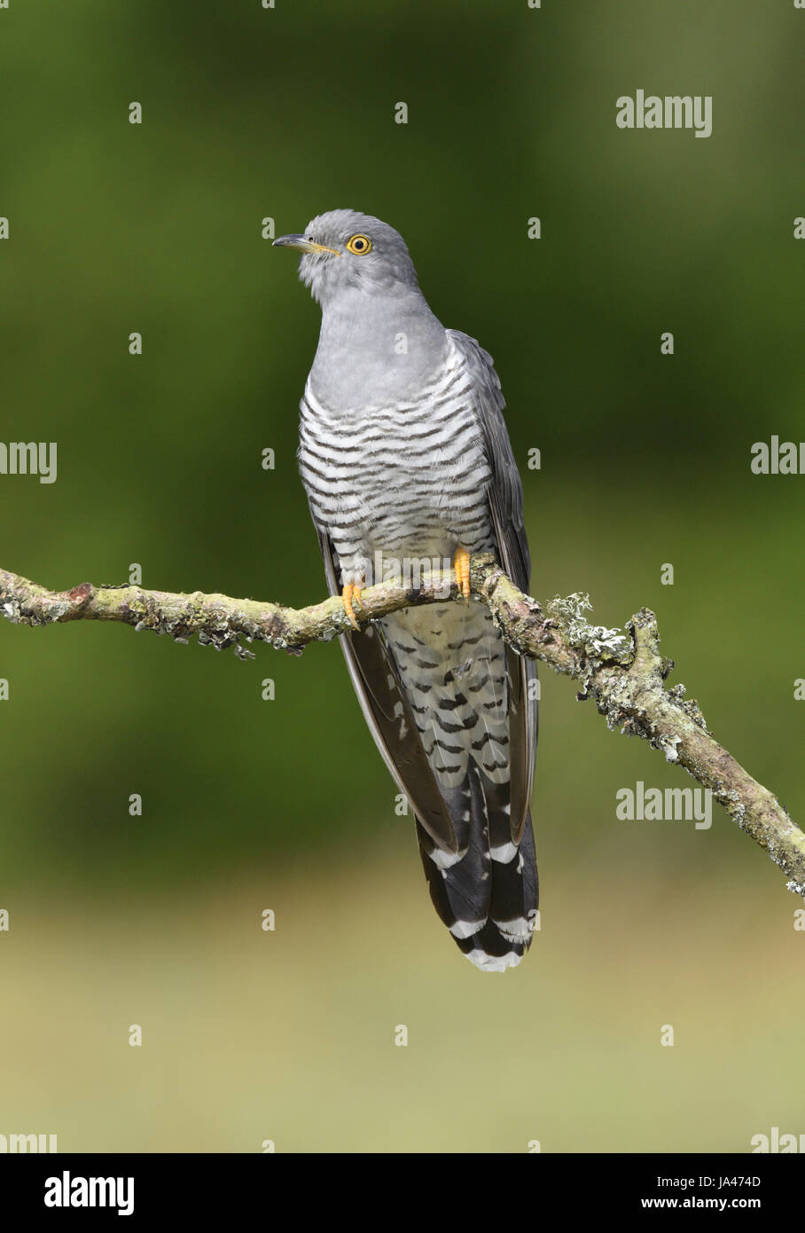 Cuckoo - Cuculus canorus - male Stock Photo