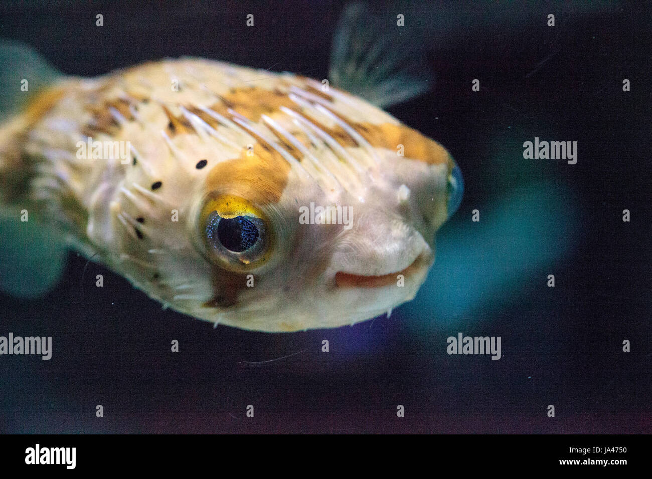 Spiny porcupinefish Diodon holocanthus has eyes that sparkle with blue flecks and skin with spines. This fish can be found in the Red Sea. Stock Photo