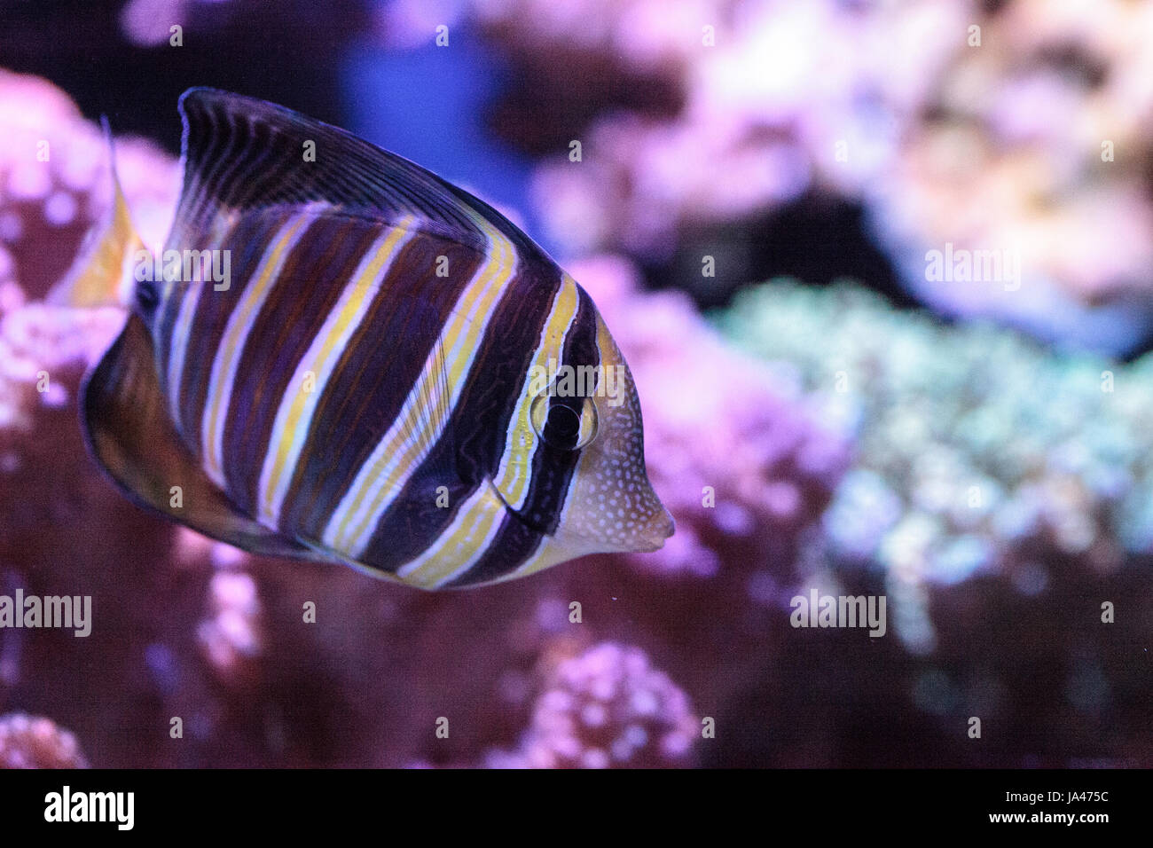 Sailfin tang Zebrasoma veliferum swims over a coral reef Stock Photo ...