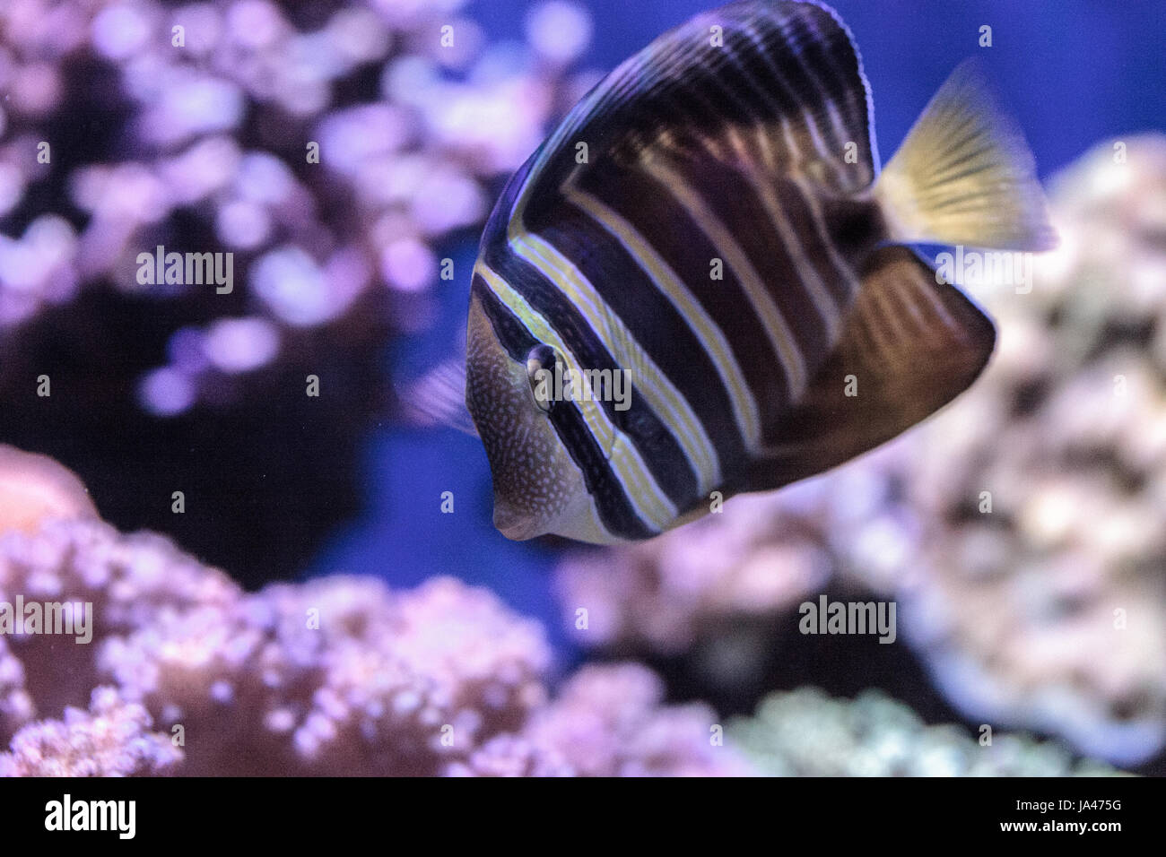 Sailfin tang Zebrasoma veliferum swims over a coral reef Stock Photo ...