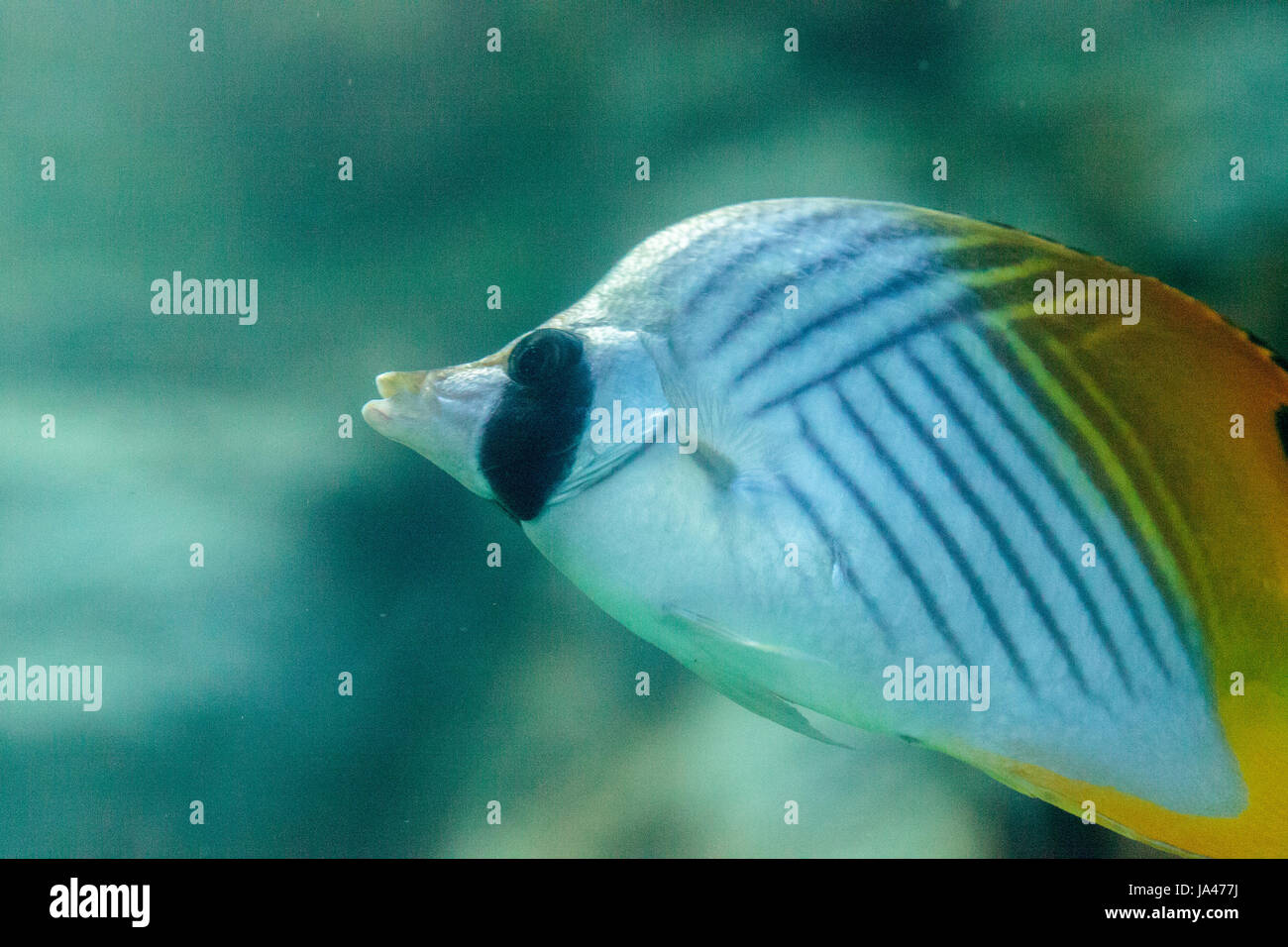 Threadfin butterflyfish, Chaetodon auriga, is a yellow, white and black fish with a sharp, pointed mouth found on the marine reef. Stock Photo