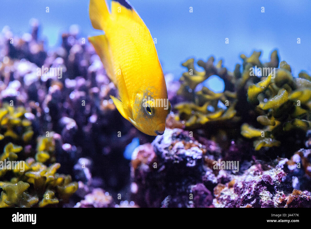 Yellow three spot angelfish Apolemichthys trimaculatus also called flagfin angelfish has a yellow body and purple lips. Stock Photo