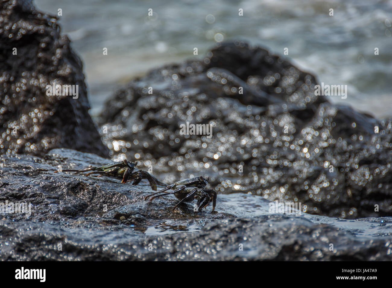 Two black, thin shelled rock crabs standing on a wet rock on the coastline of Oahu, Hawaii. Stock Photo