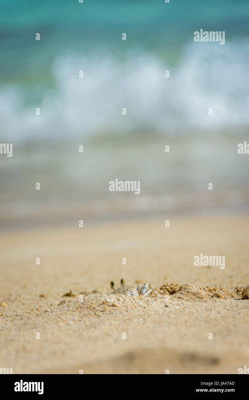 A tiny Ghost Crab, scared of predators, slowly peeks out from its burrow in the white sand of Waimanalo Beach on the island of Oahu, Hawaii. Stock Photo