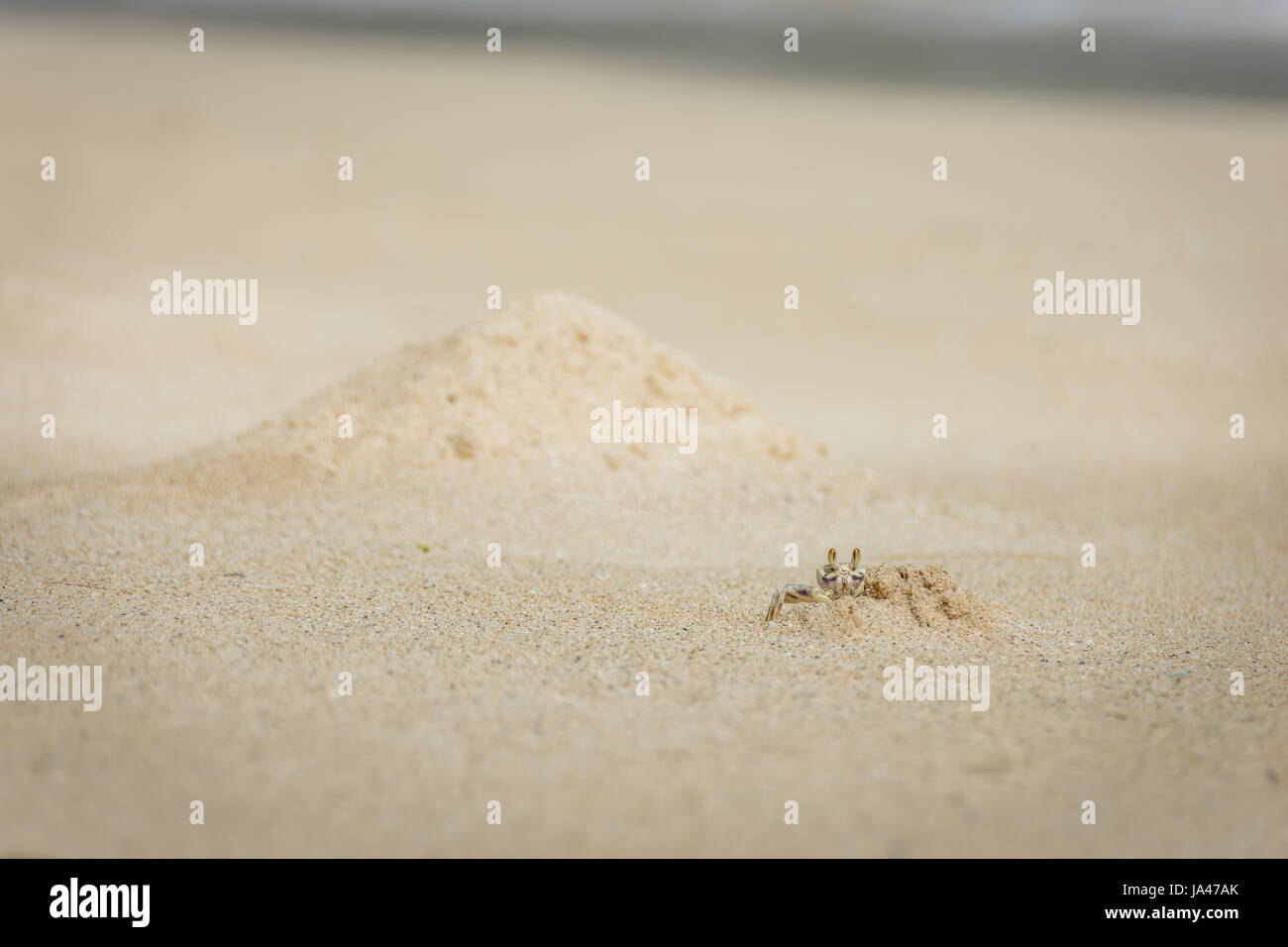 In front of another crab's large burrow, a tiny Ghost Crab starts its own burrow in the white sand of Waimanalo Beach on the island of Oahu, Hawaii. Stock Photo