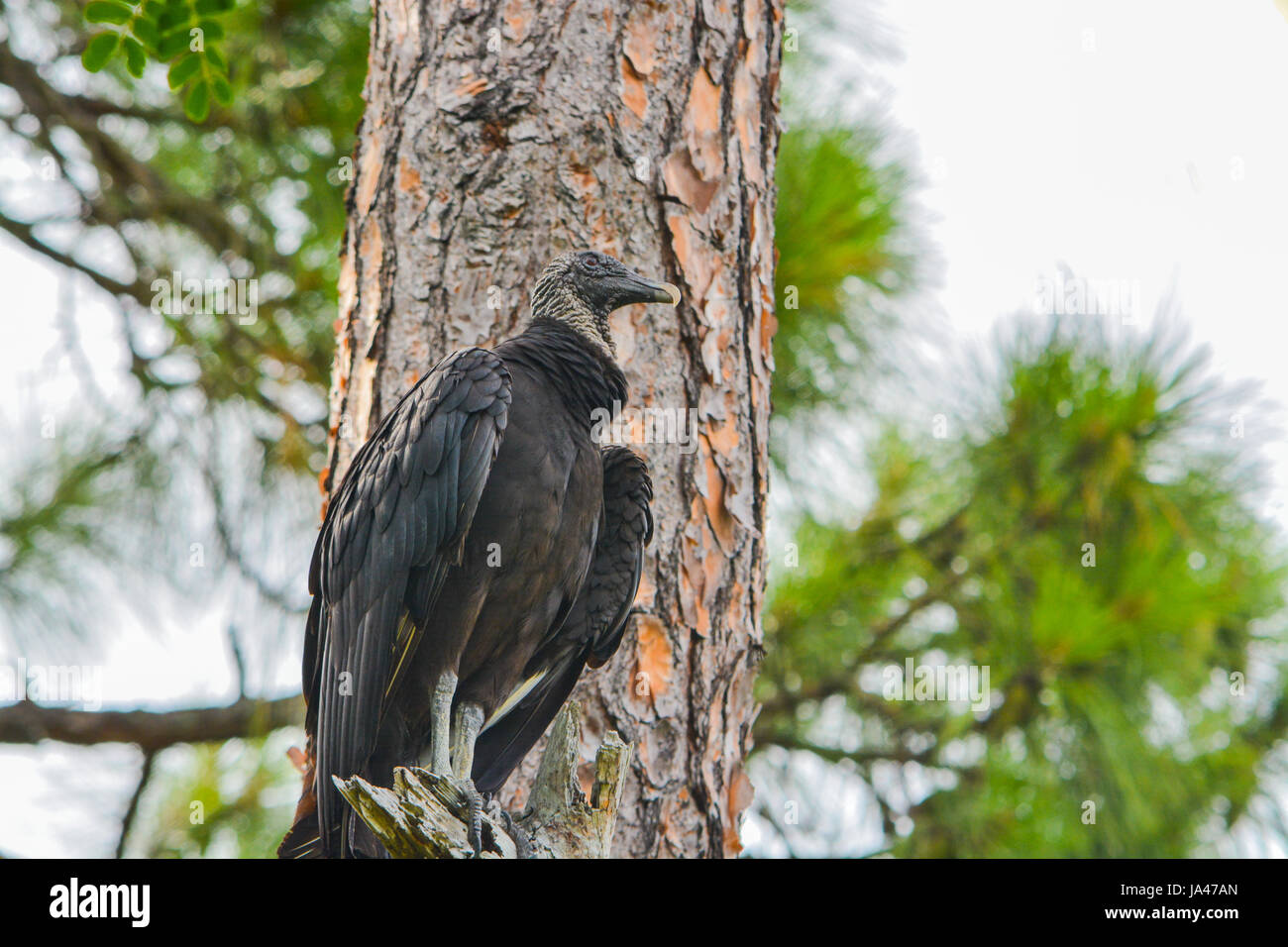 A black vulture (coragyps atratus) in a tree at McGough Nature Park in Largo, Florida. Stock Photo