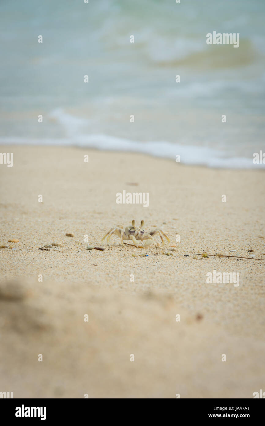 A tiny Ghost Crab scavenges for food or items in the white sand of Waimanalo Beach on the island of Oahu, Hawaii. Stock Photo
