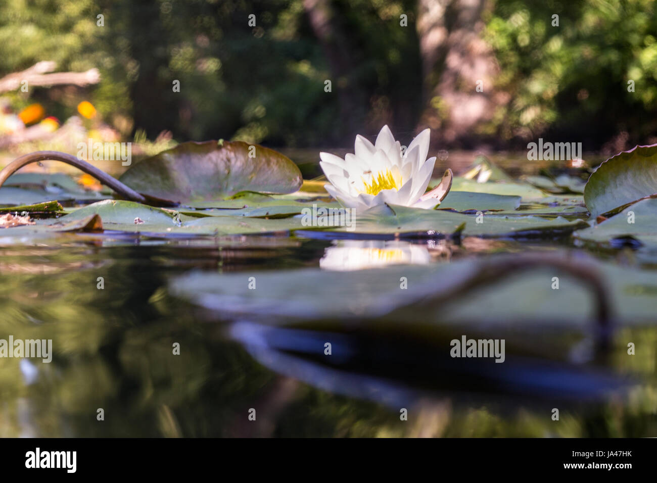 Water plants Nymphaea alba, European white water lily, white water rose,  white nenuphar. Early morning on a polish lake. Stock Photo