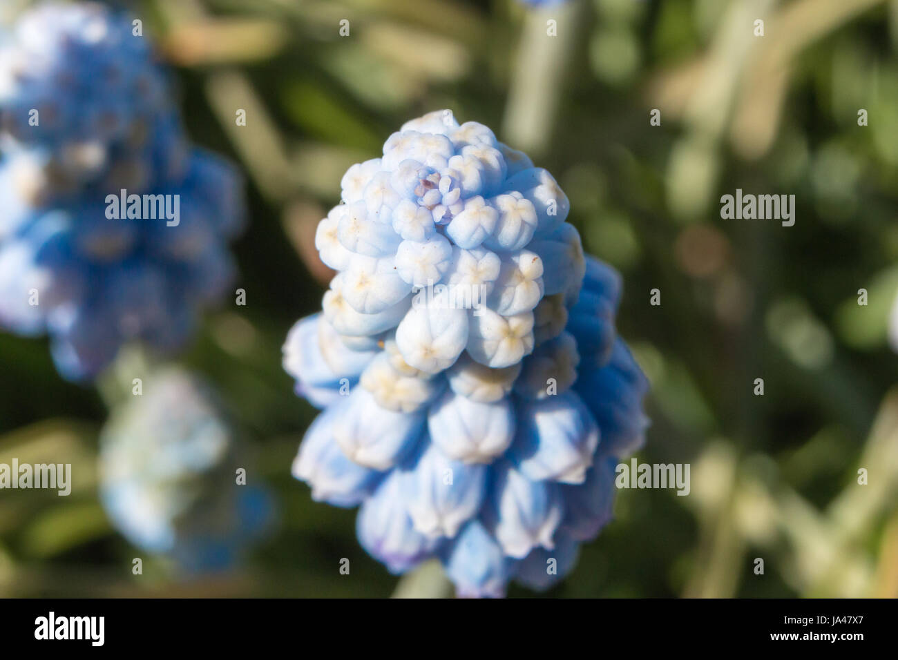 Muscari flowers Blue Magic aucheri macro view Stock Photo