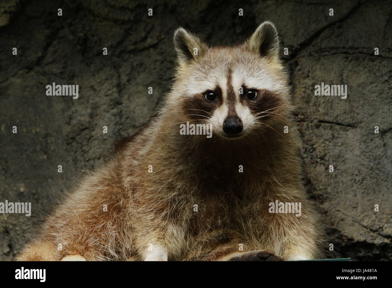 Sapient Racoon Space raccoon hi-res stock photography and images - Alamy