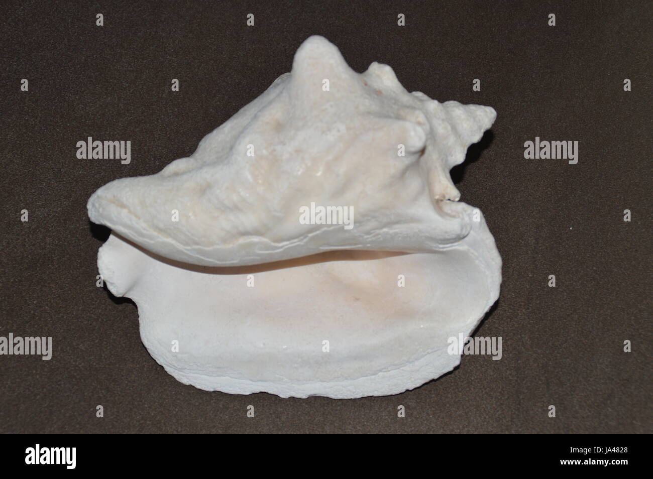 Conch Shell Shells High Resolution Stock Photography and Images - Alamy