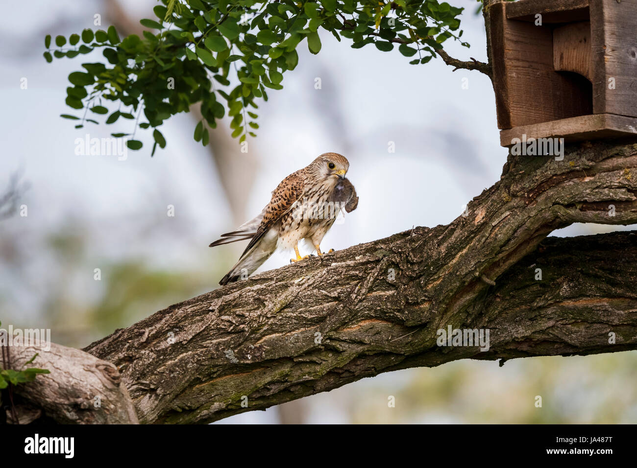 Female red-footed falcon (Falco vespertinus) with mouse prey on a branch by a nesting box, Koros-Maros National Park, Bekes County, Hungary Stock Photo