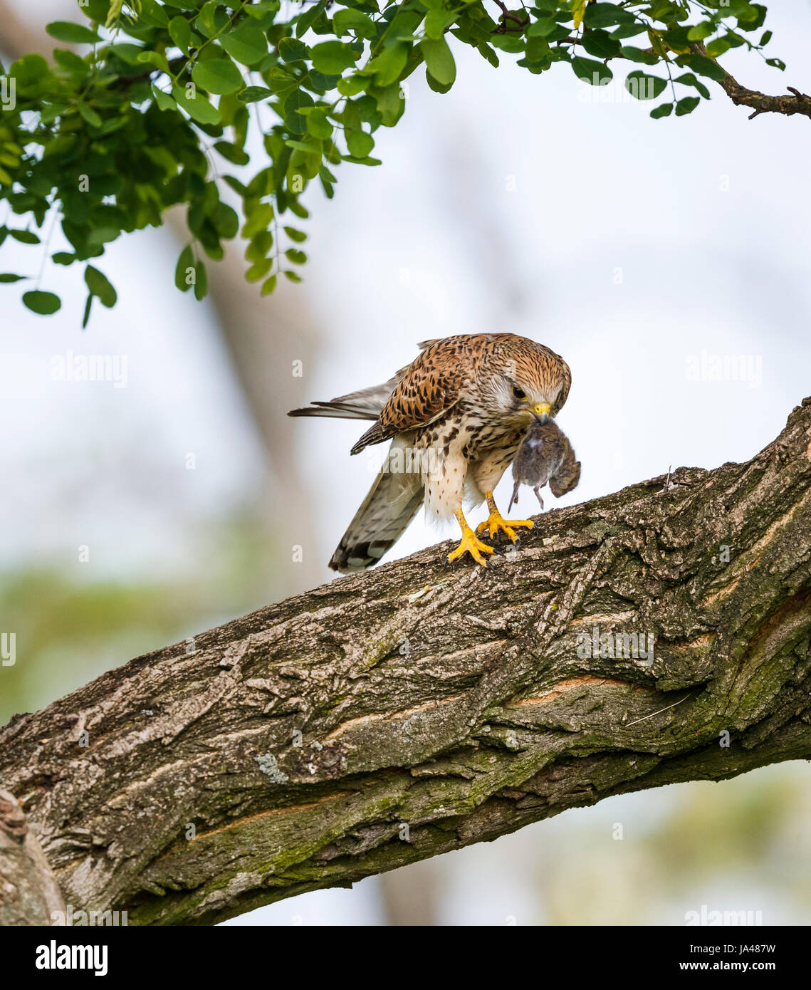 Female red-footed falcon (Falco vespertinus) with mouse prey on a branch, Koros-Maros National Park, Bekes County, Hungary Stock Photo
