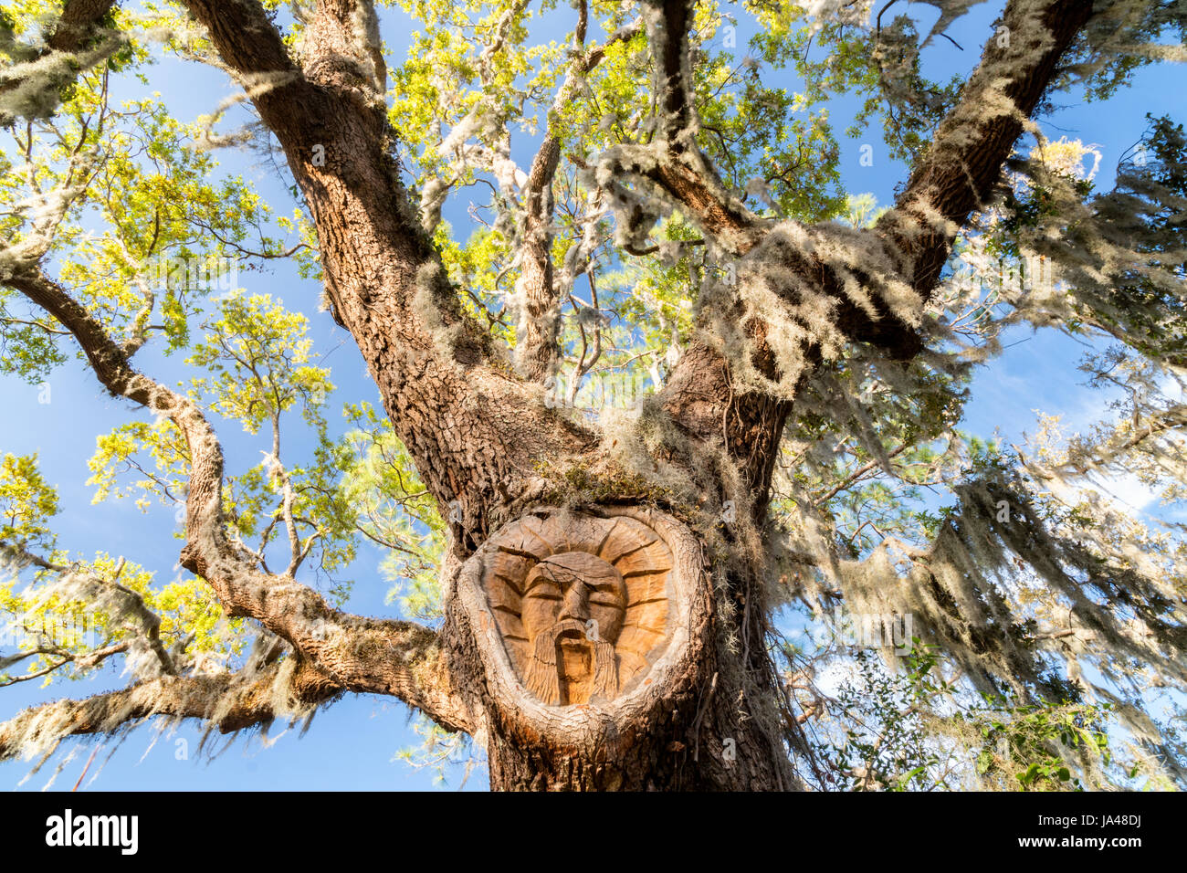 St. Simons Island Tree Spirit, Gascoigne Bluff, St. Simons Island