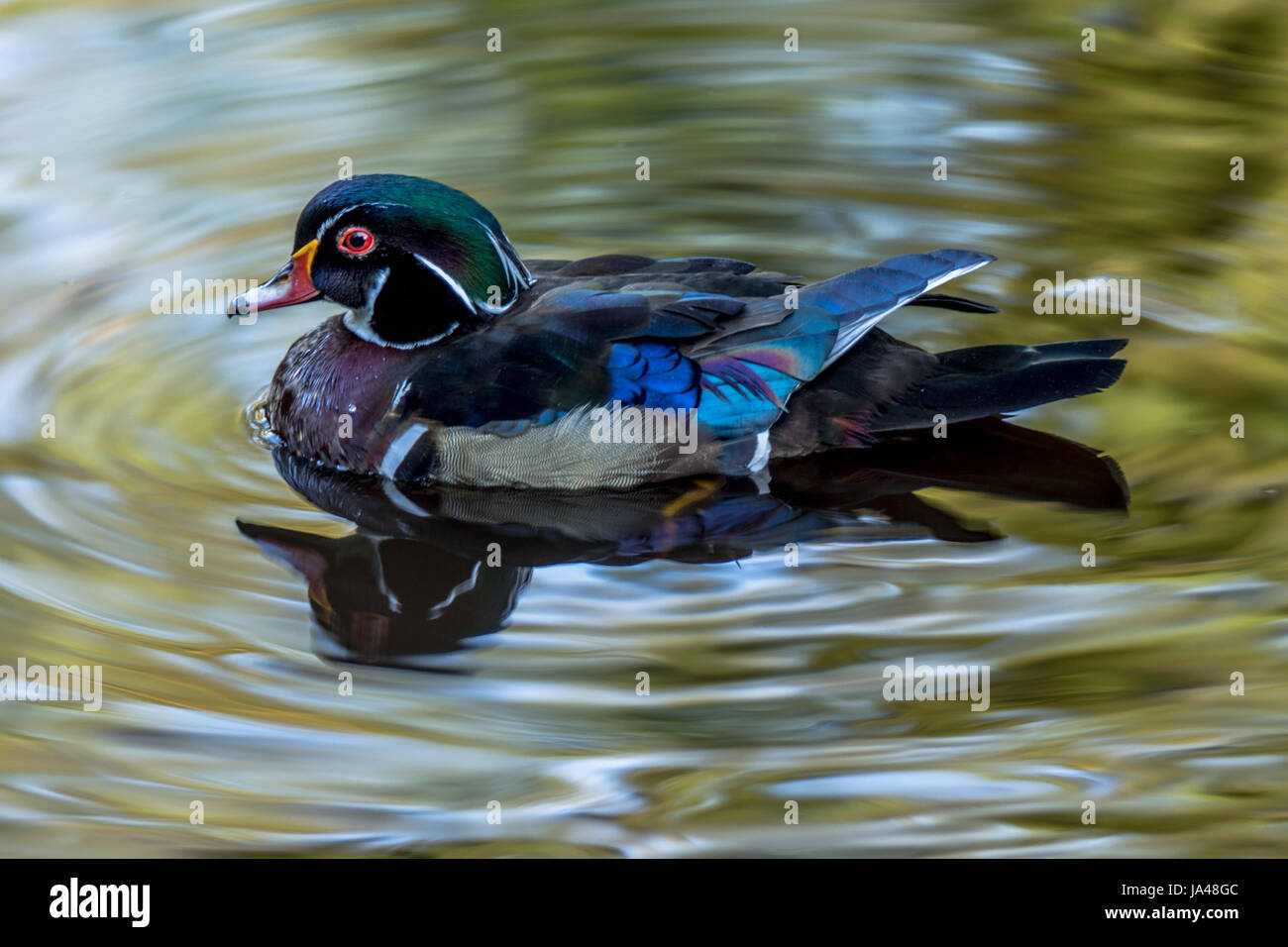 An adult male wood duck at Lost Lagoon. Stock Photo