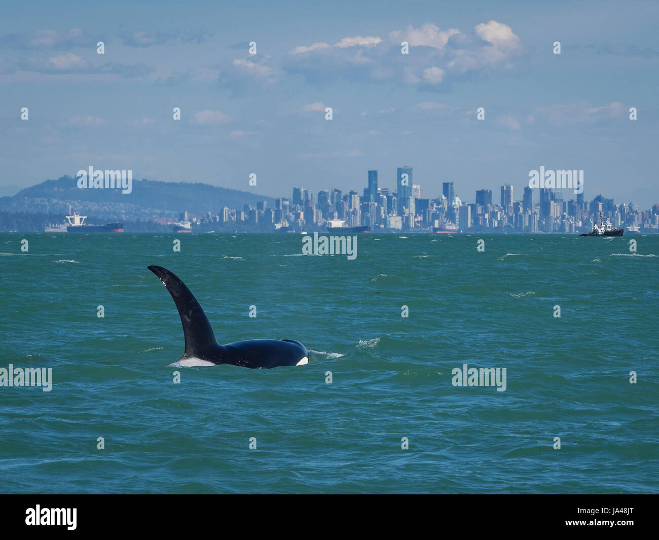 Killer whale (orca) off the city of Vancouver, Canada Stock Photo