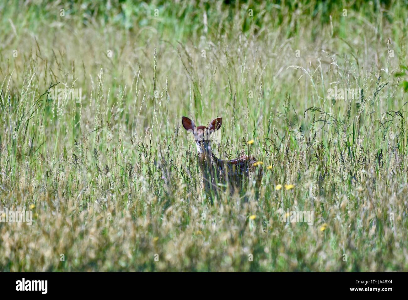 Tall grass hiding deer hires stock photography and images Alamy