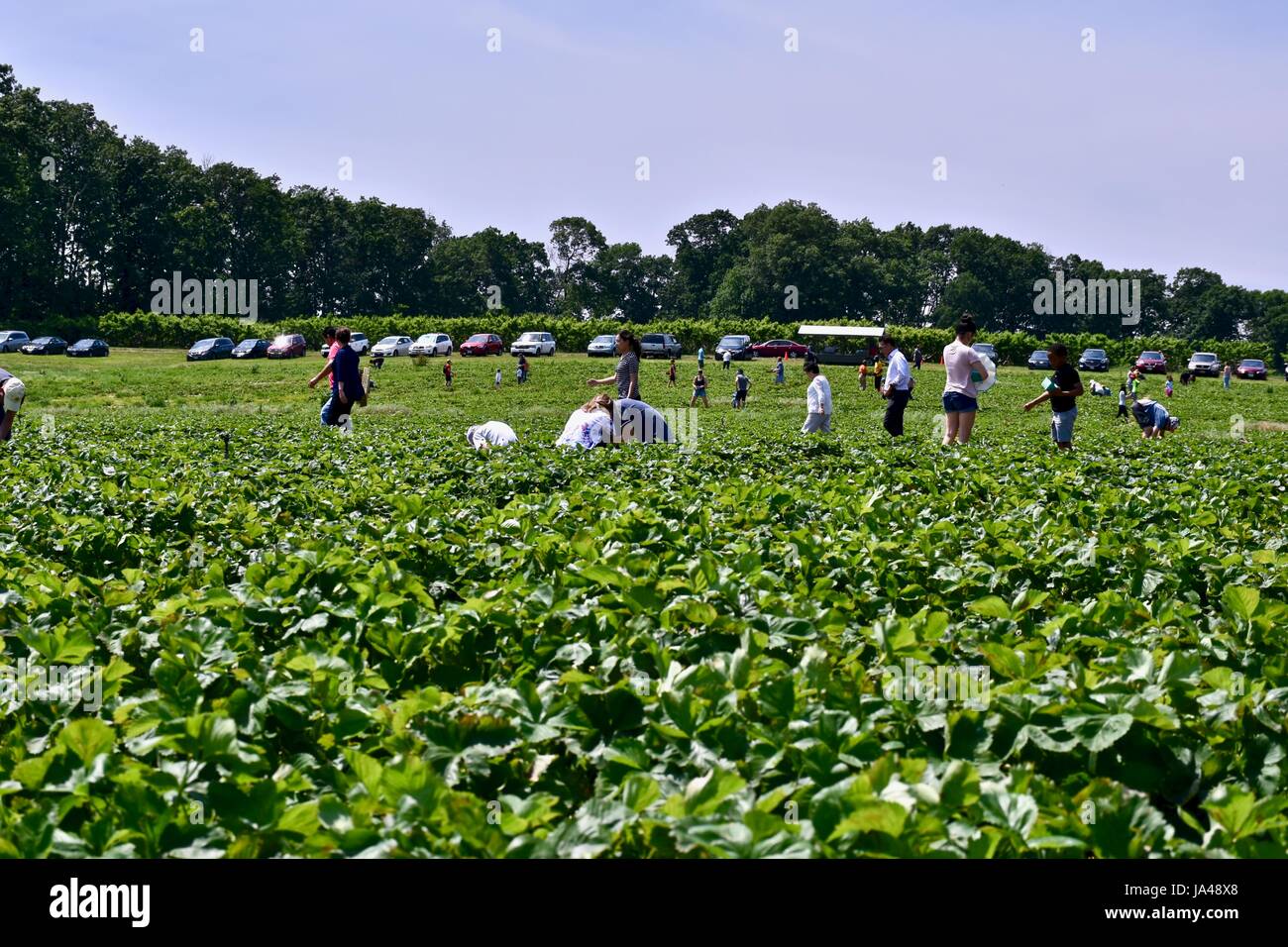 Self pick farm hi-res stock photography and images - Alamy